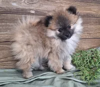 Molly, a female Pomeranian for sale in Athens, WI – Photo 1 of 10