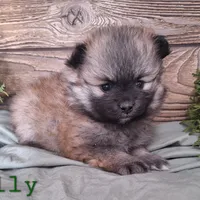 Molly, a female Pomeranian for sale in Athens, WI – Photo 8 of 10