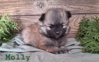 Molly, a female Pomeranian for sale in Athens, WI – Photo 8 of 10