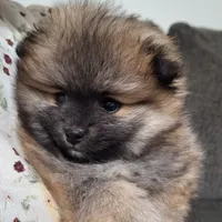 Molly, a female Pomeranian for sale in Athens, WI – Photo 7 of 10