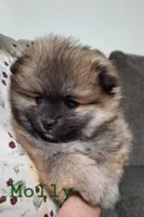 Molly, a female Pomeranian for sale in Athens, WI – Photo 5 of 10