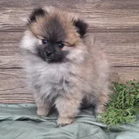 Molly, a female Pomeranian for sale in Athens, WI – Photo 5 of 10