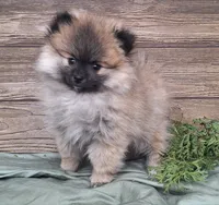 Molly, a female Pomeranian for sale in Athens, WI – Photo 3 of 10