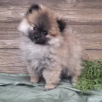 Molly, a female Pomeranian for sale in Athens, WI – Photo 4 of 10