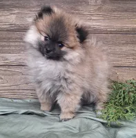 Molly, a female Pomeranian for sale in Athens, WI – Photo 2 of 10