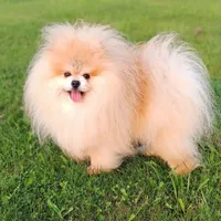Molly, a female Pomeranian for sale in Athens, WI – Photo 10 of 10