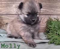 Molly, a female Pomeranian for sale in Athens, WI – Photo 7 of 10