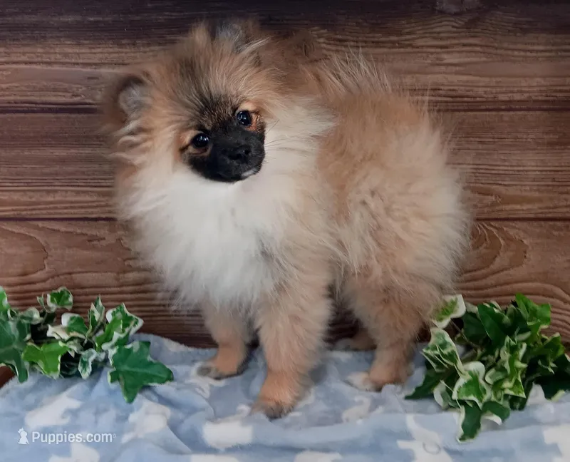 Molly – Pomeranian puppy for sale in Athens, WI