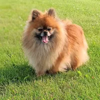 Molly, a female Pomeranian for sale in Athens, WI – Photo 9 of 10