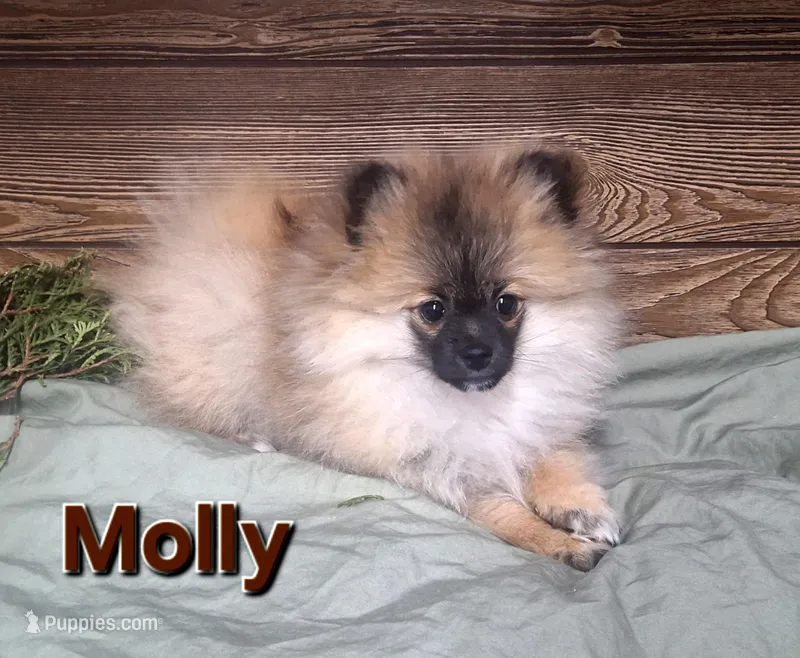 Molly