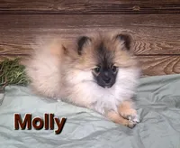 Molly, a female Pomeranian for sale in Athens, WI – Photo 2 of 10