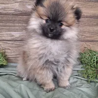 Molly, a female Pomeranian for sale in Athens, WI – Photo 6 of 10