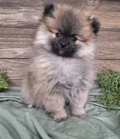 Molly, a female Pomeranian for sale in Athens, WI – Photo 4 of 10