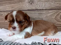 Fawn, a female Shorkie for sale in Athens, WI – 3 of 6