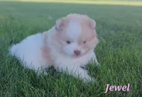 Jewel , a female Pomeranian for sale in Athens, WI – 4 of 7