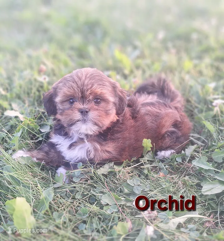 Orchid – Shorkie puppy for sale in Athens, WI