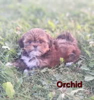 Orchid, a female Shorkie for sale in Athens, WI – 1 of 7