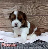 Flossie, a female Shorkie for sale in Athens, WI – 4 of 6