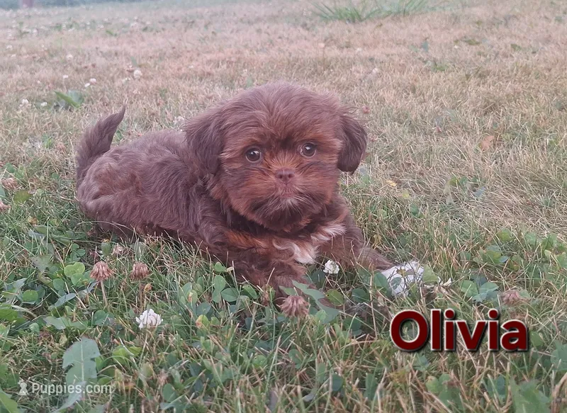 Olivia  – Shorkie puppy for sale in Athens, WI