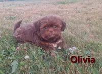 Olivia , a female Shorkie for sale in Athens, WI – 1 of 7
