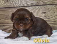 Olivia , a female Shorkie for sale in Athens, WI – 3 of 6