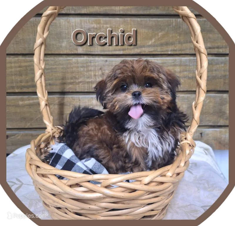 Orchid – Shorkie puppy for sale in Athens, WI