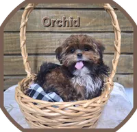 Orchid, a female Shorkie for sale in Athens, WI – 1 of 9
