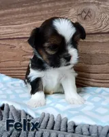 Felix, a male Shorkie for sale in Athens, WI – 4 of 7