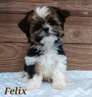 Felix, a male Shorkie for sale in Athens, WI – 2 of 9