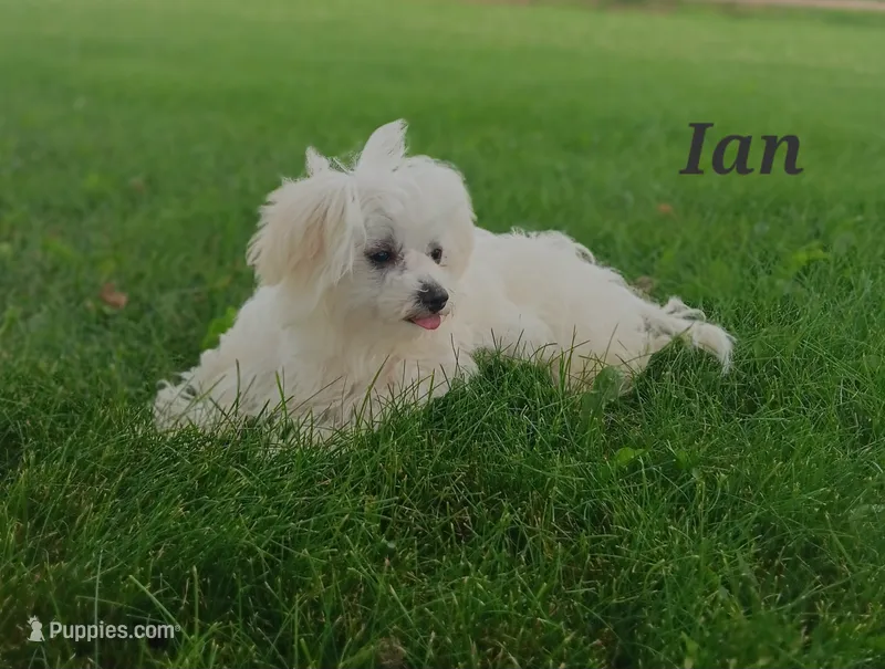 Ian  – Maltese puppy for sale in Athens, WI
