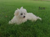 Ian , a male Maltese for sale in Athens, WI – 1 of 9