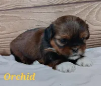 Orchid, a female Shorkie for sale in Athens, WI – 3 of 6