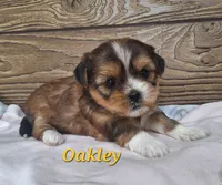 Oakley , a female Shorkie for sale in Athens, WI – 3 of 6