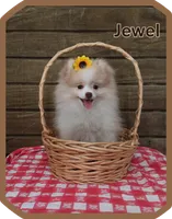Jewel , a female Pomeranian for sale in Athens, WI – 3 of 10