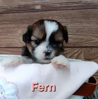 Fern, a female Shorkie for sale in Athens, WI – 1 of 6
