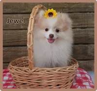 Jewel , a female Pomeranian for sale in Athens, WI – 2 of 10