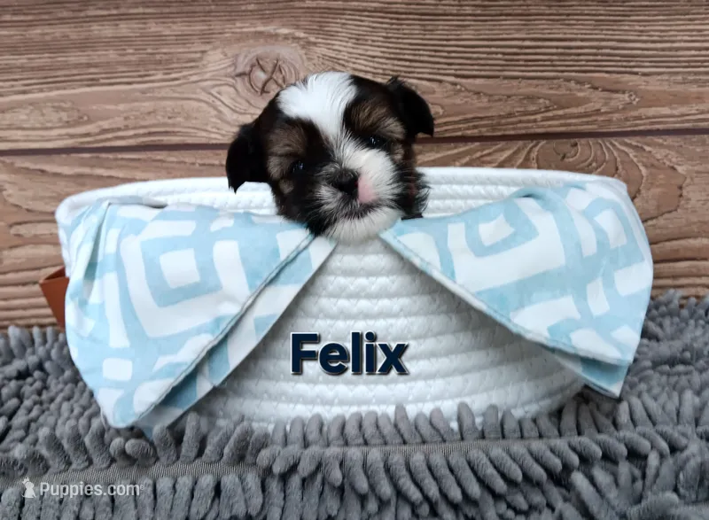 Felix – Shorkie puppy for sale in Athens, WI