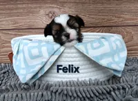 Felix, a male Shorkie for sale in Athens, WI – 1 of 7