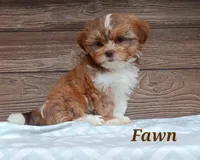 Fawn, a female Shorkie for sale in Athens, WI – 2 of 9
