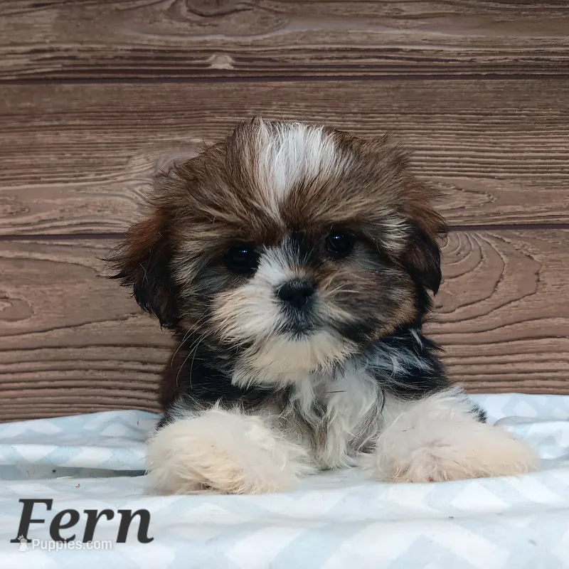 Fern – Shorkie puppy for sale in Athens, WI