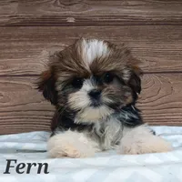 Fern, a female Shorkie for sale in Athens, WI – 1 of 9