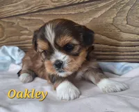 Oakley , a female Shorkie for sale in Athens, WI – 4 of 6