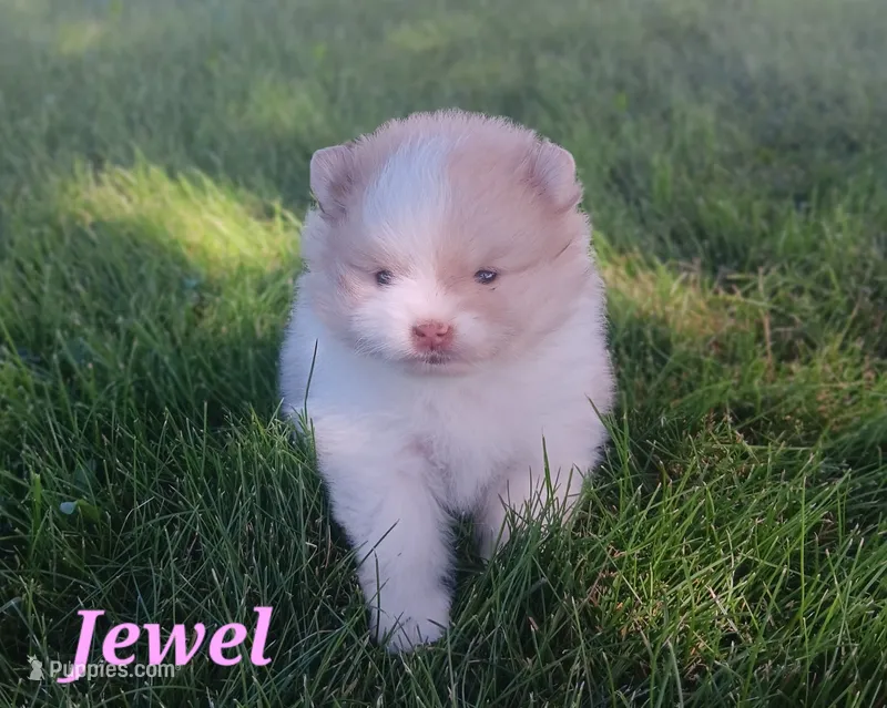 Jewel  – Pomeranian puppy for sale in Athens, WI