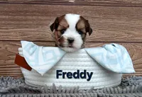 Freddy , a male Shorkie for sale in Athens, WI – 1 of 6