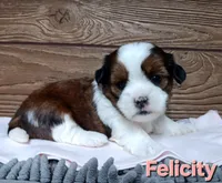 Felicity, a female Shorkie for sale in Athens, WI – 3 of 5
