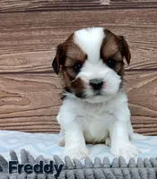 Freddy , a male Shorkie for sale in Athens, WI – 4 of 6