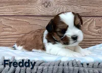 Freddy , a male Shorkie for sale in Athens, WI – 3 of 6