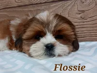 Flossie, a female Shorkie for sale in Athens, WI – 3 of 9