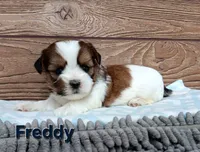 Freddy , a male Shorkie for sale in Athens, WI – 2 of 6