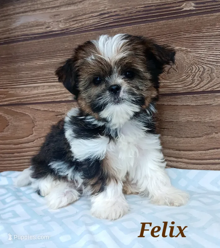 Felix – Shorkie puppy for sale in Athens, WI
